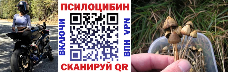 blacksprut зеркало Бирюч Псилоцибиновые грибы Psilocybine cubensis
